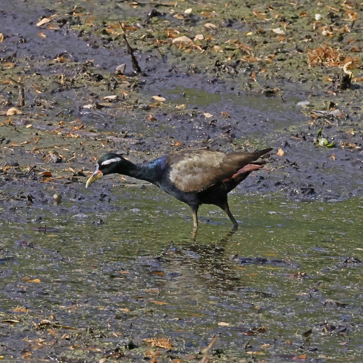 Bronze-winged Jacana - ML618547546