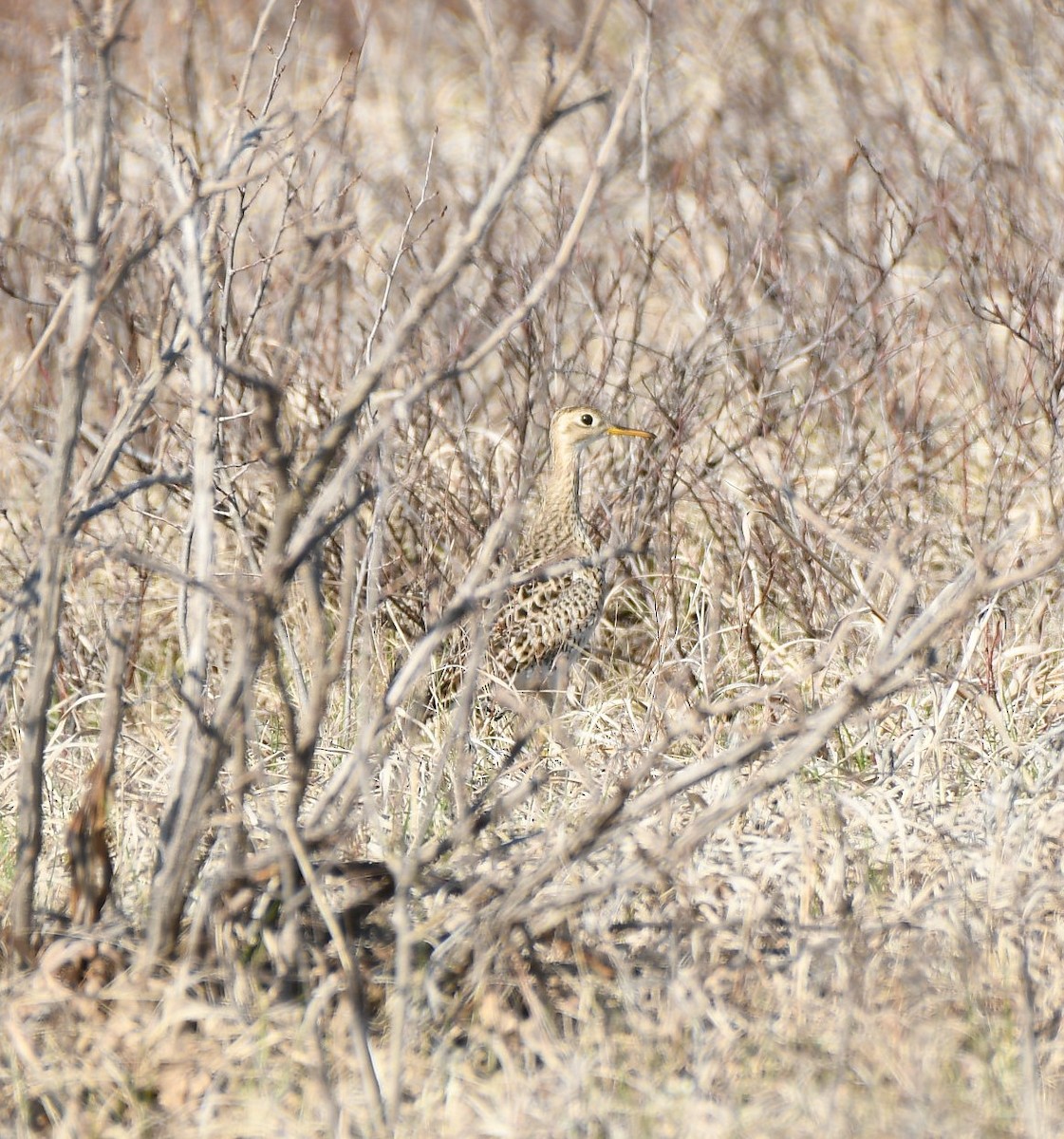 Upland Sandpiper - ML618547577