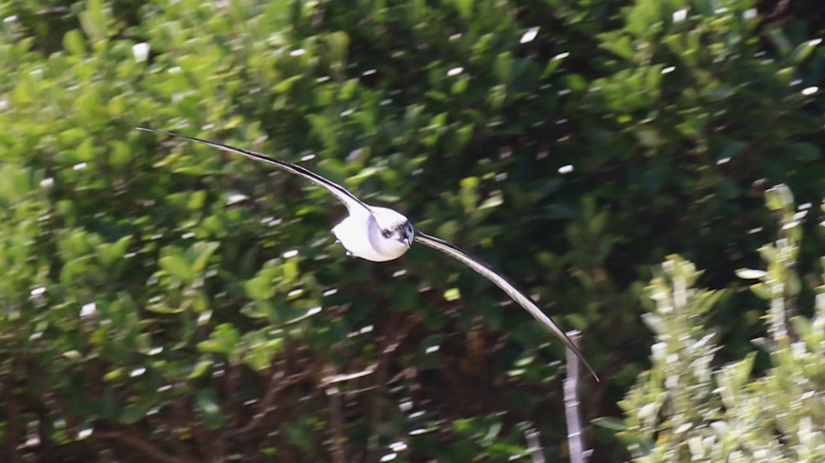 Black-winged Petrel - ML618547590