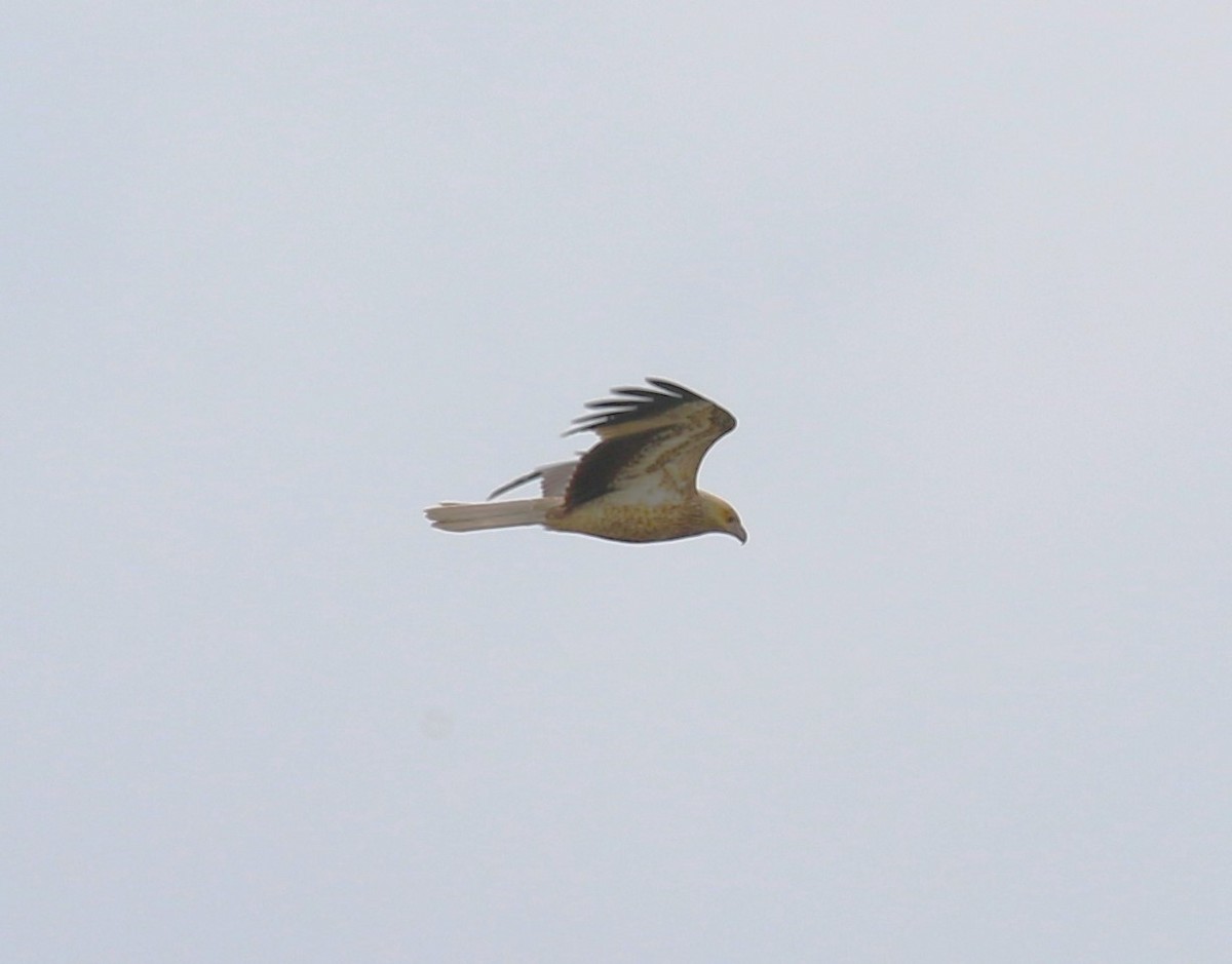 Whistling Kite - ML618547609