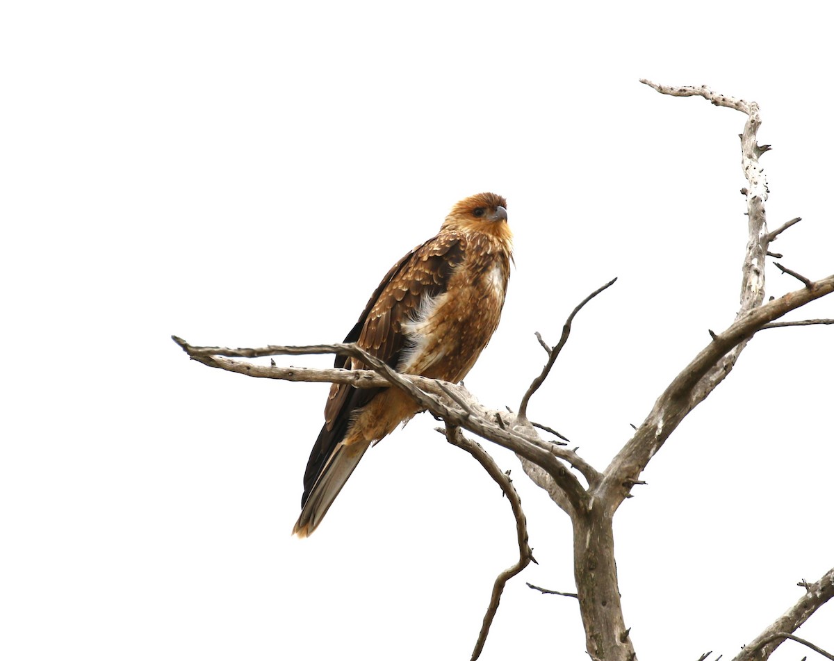 Whistling Kite - ML618547611