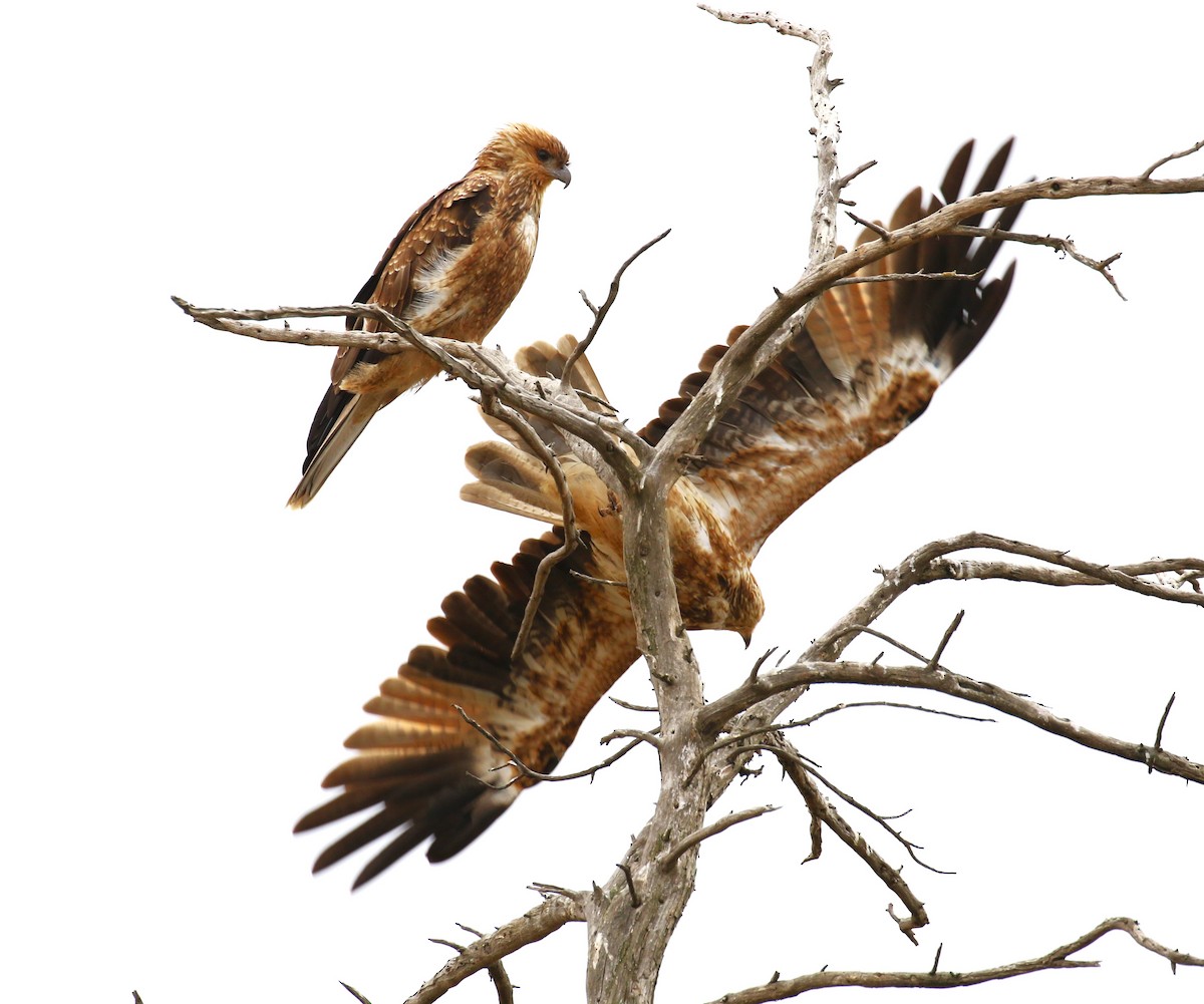 Whistling Kite - ML618547613