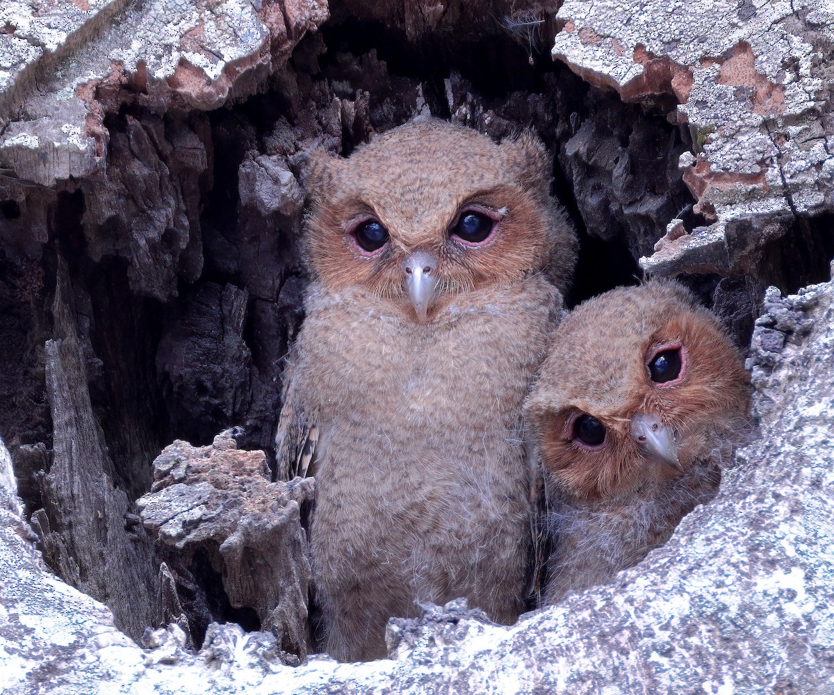 Sunda Scops-Owl - ML618547632