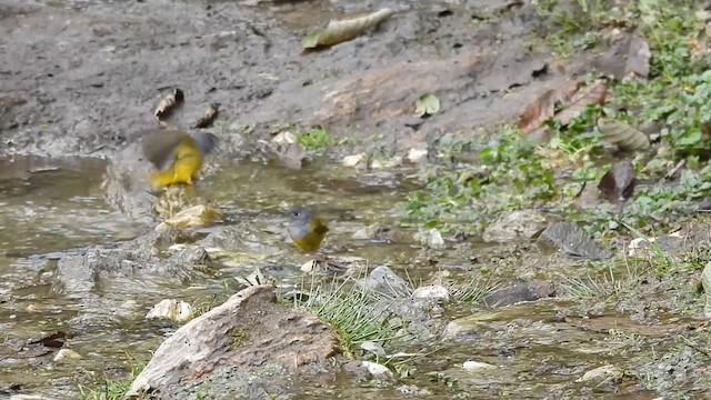 Gray-headed Canary-Flycatcher - ML618547637