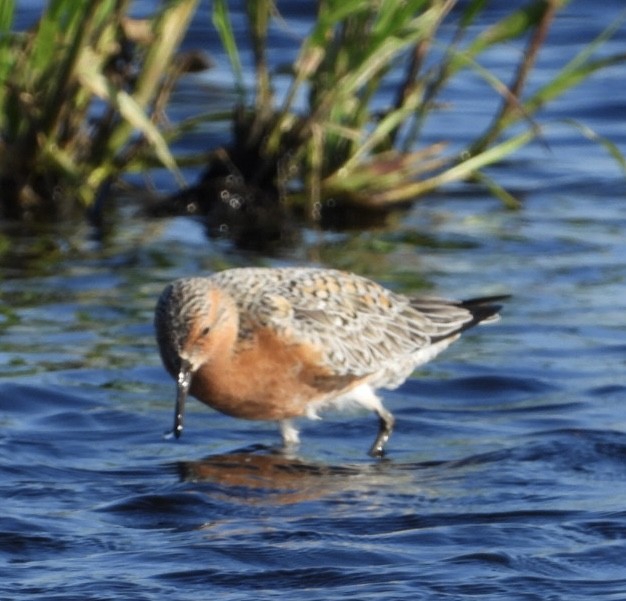 Red Knot - ML618547662