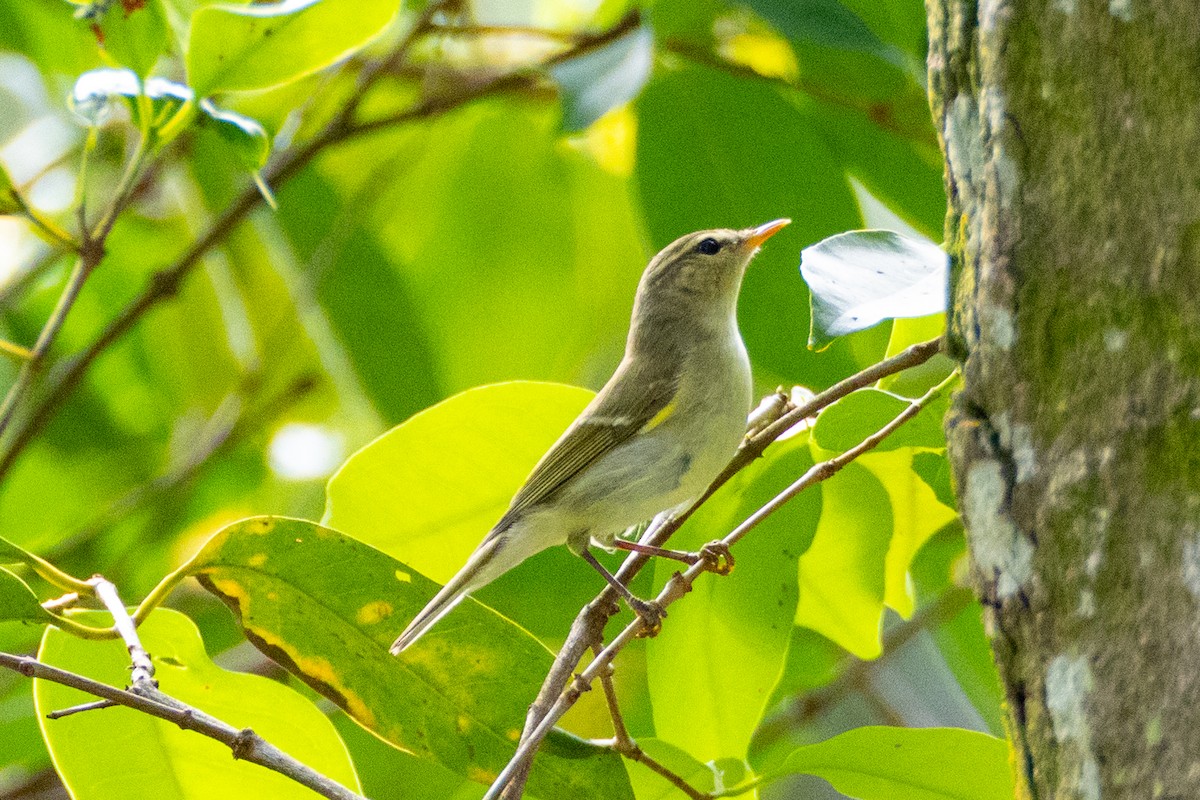 Two-barred Warbler - ML618547686