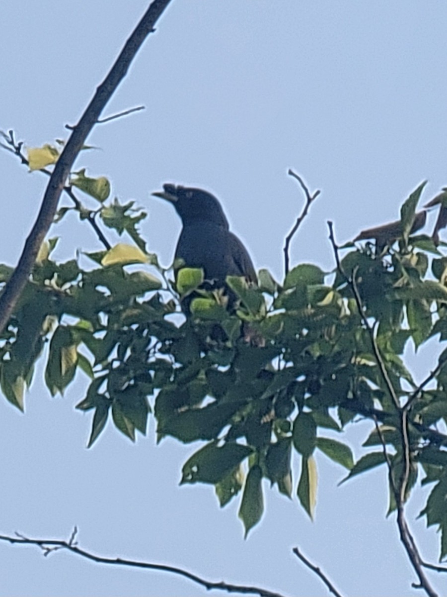 Crested Myna - Evelyn Huang