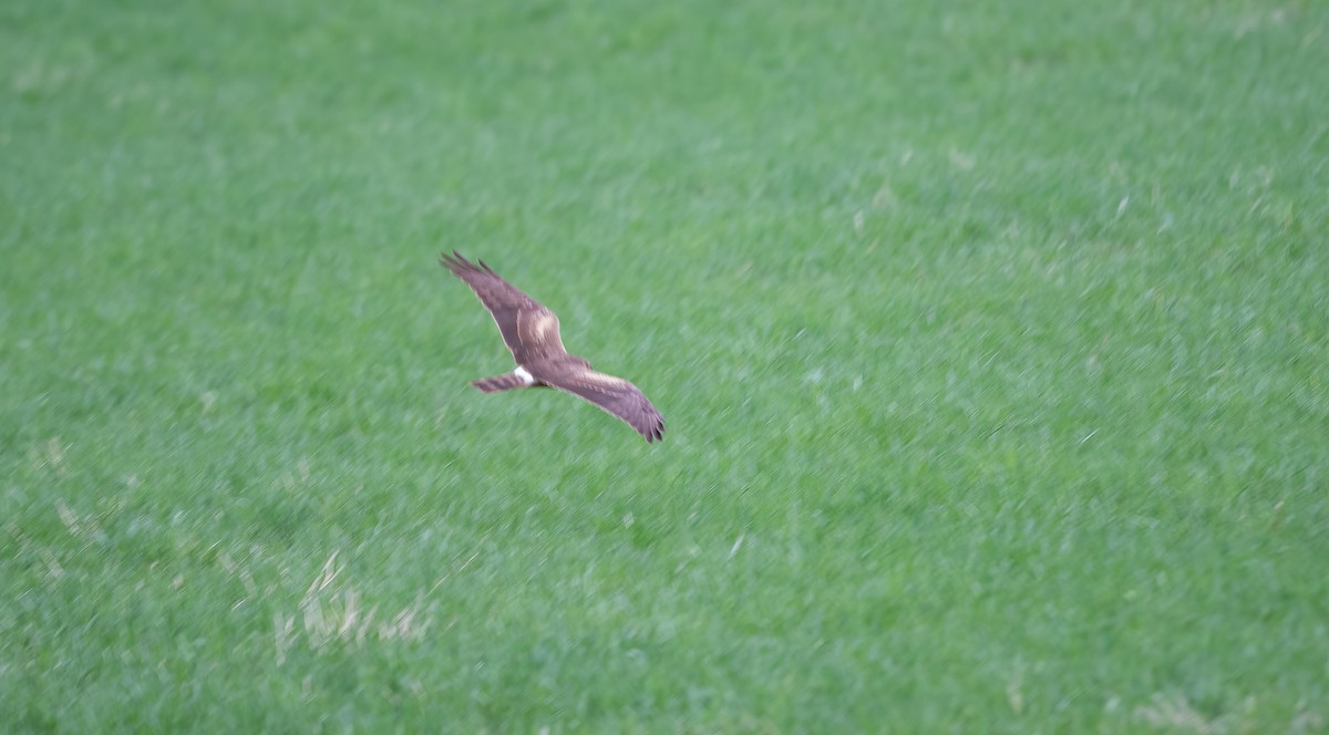 Pallid Harrier - ML618547698