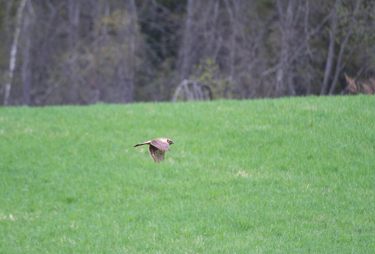 Pallid Harrier - ML618547699