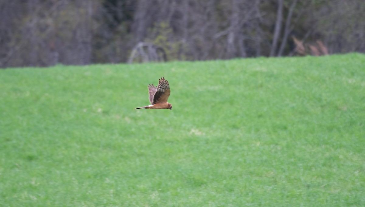 Pallid Harrier - ML618547702