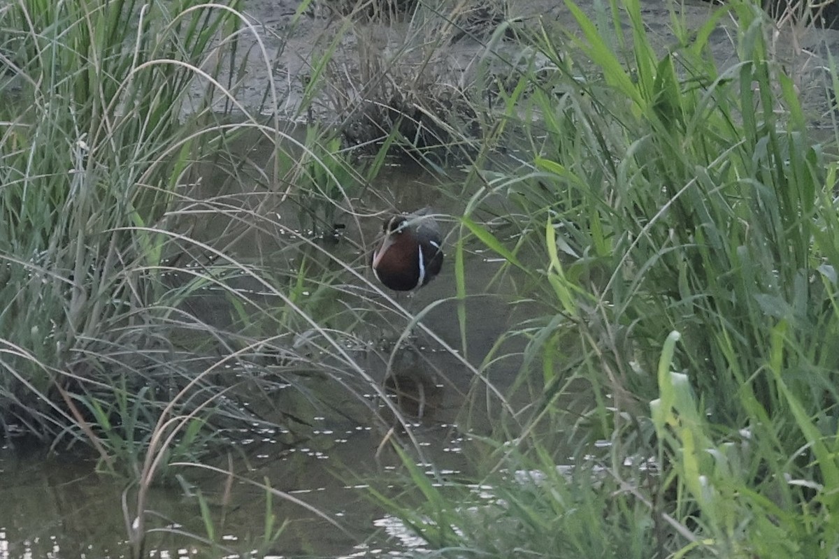 Greater Painted-Snipe - ML618547710