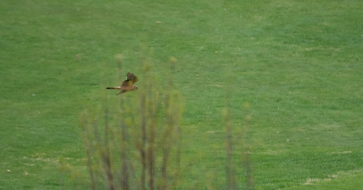 Pallid Harrier - ML618547711