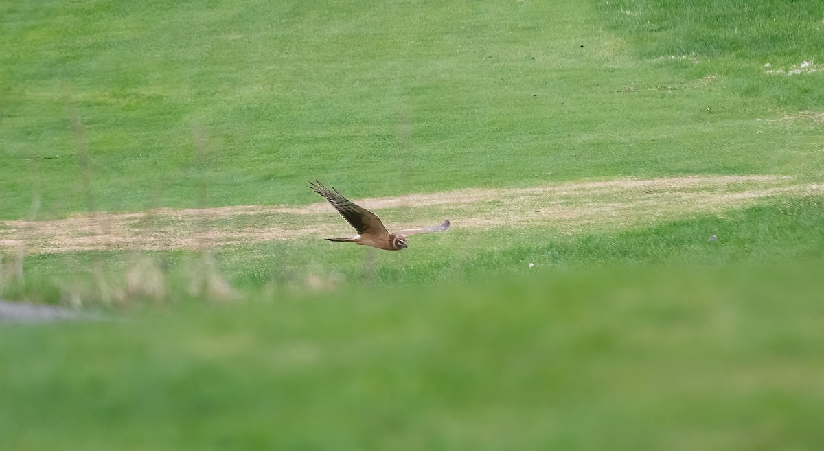 Pallid Harrier - ML618547718