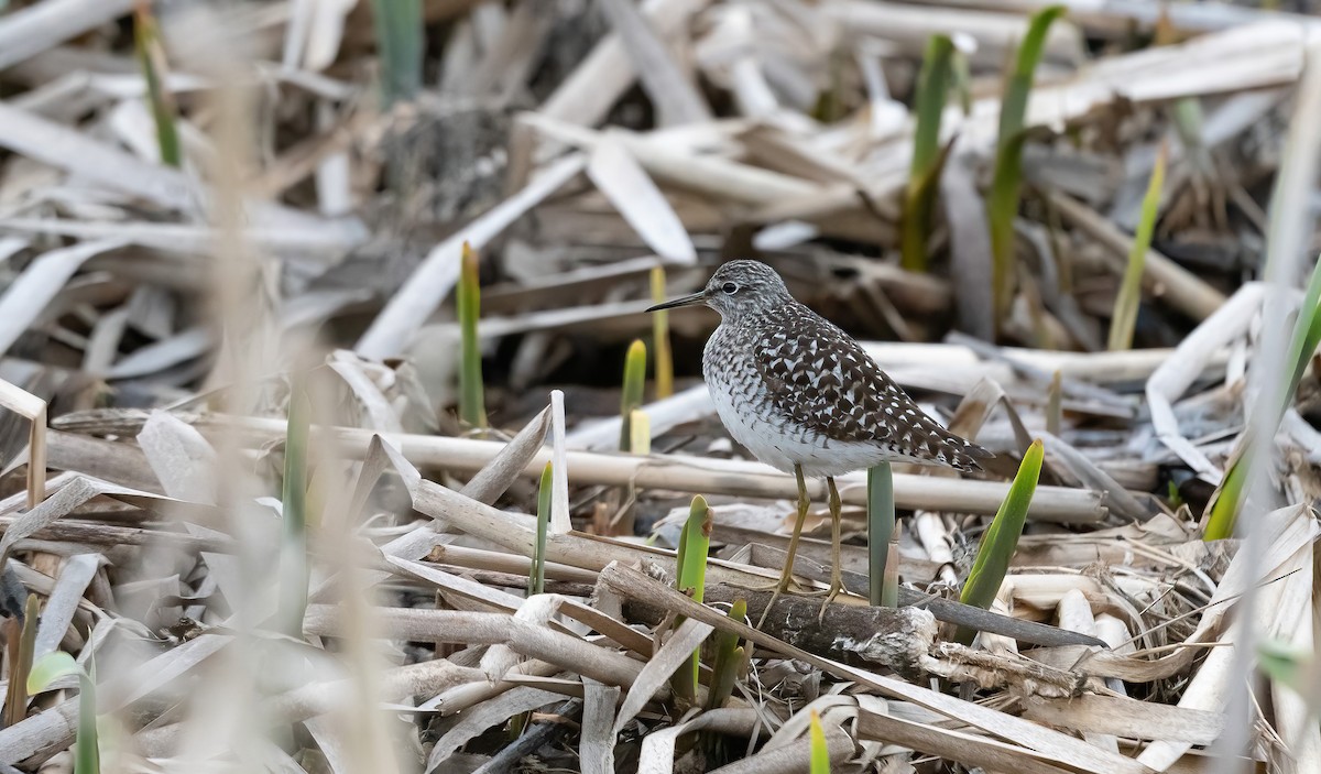 Wood Sandpiper - ML618547727