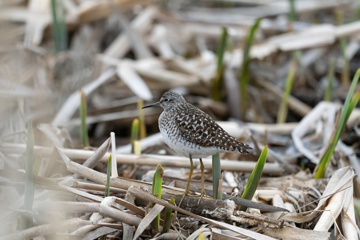 Wood Sandpiper - ML618547730