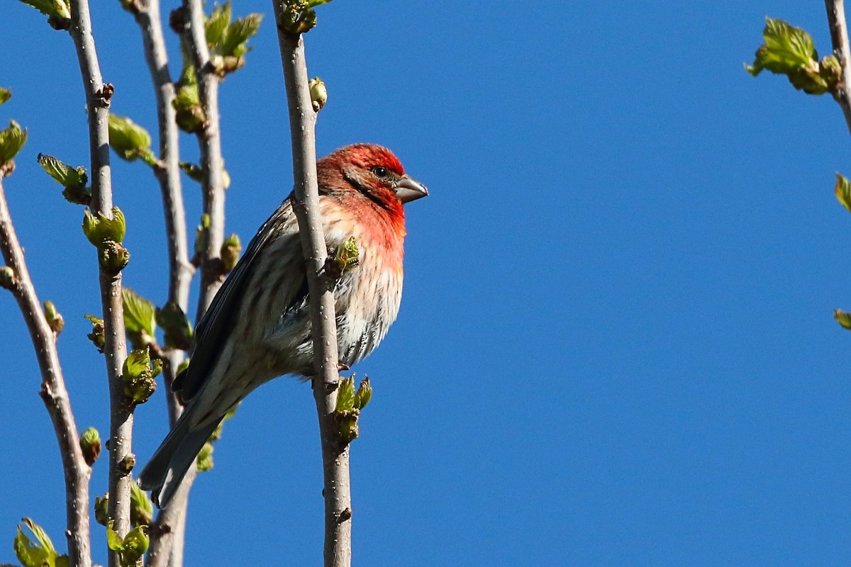 House Finch - Rita Flohr