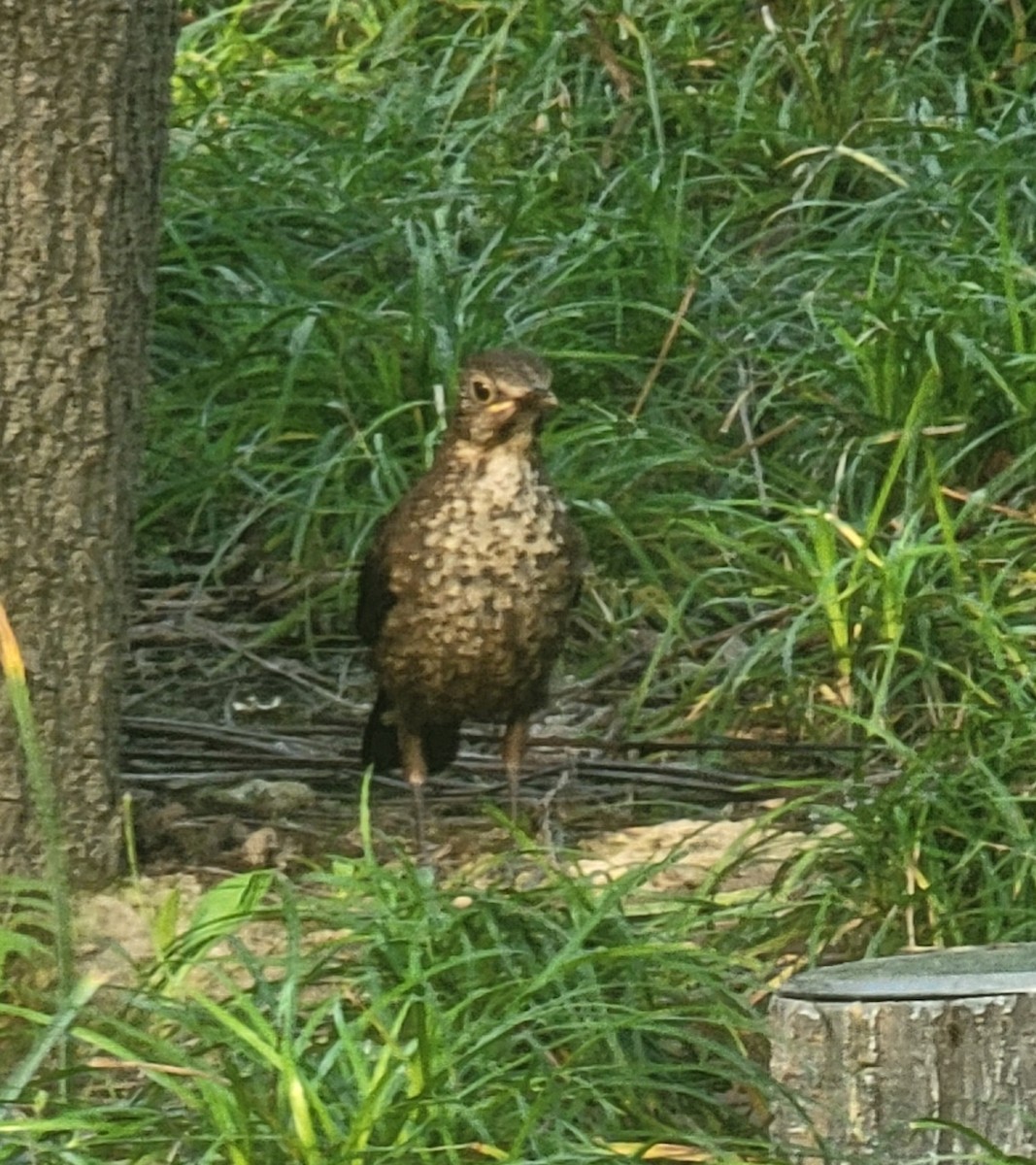 Chinese Blackbird - Evelyn Huang