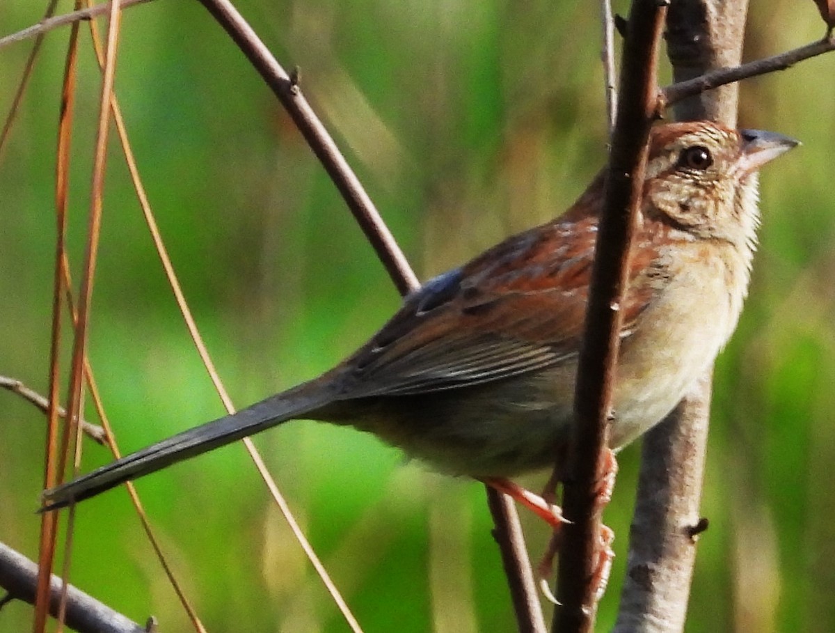 Bachman's Sparrow - ML618547739