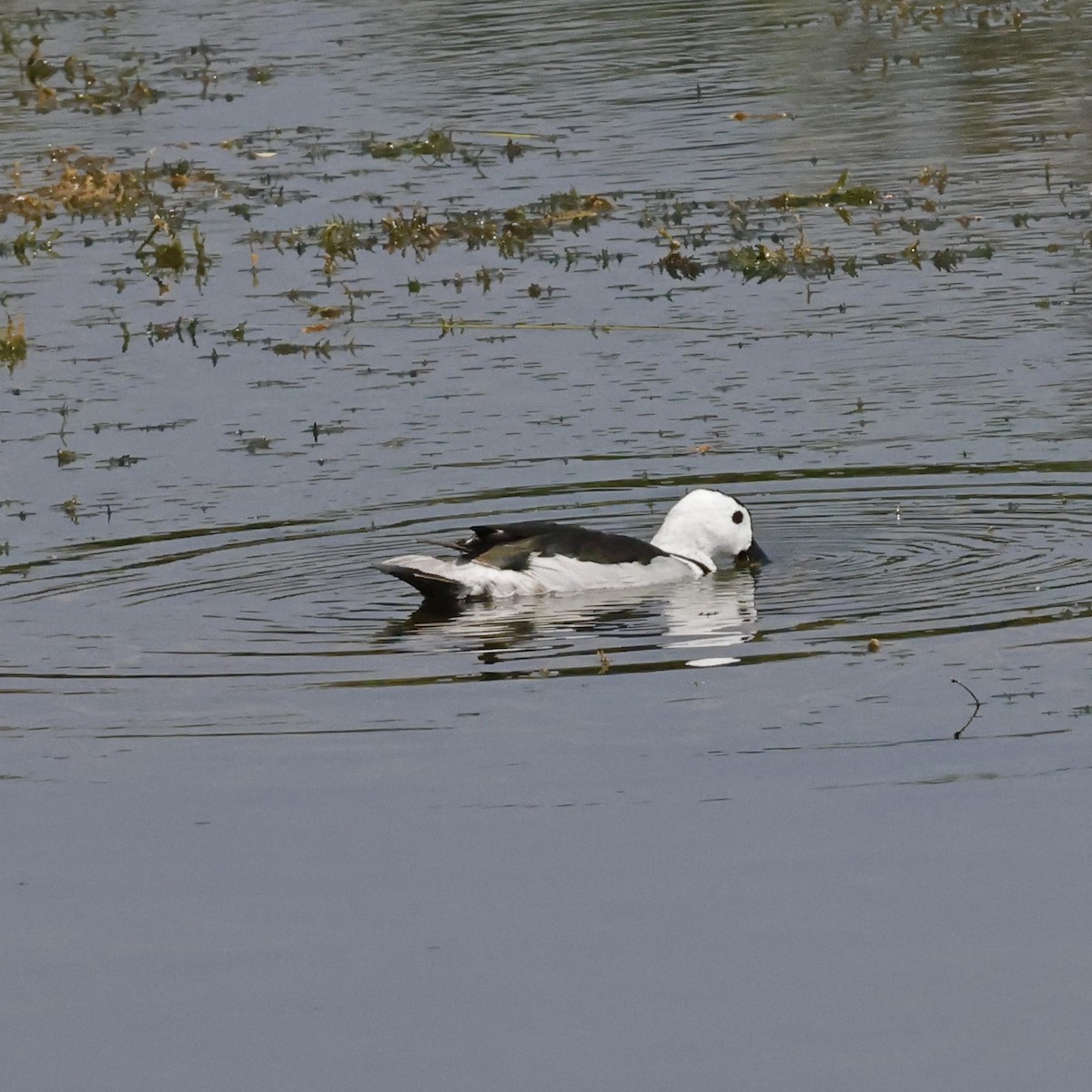 Cotton Pygmy-Goose - ML618547778