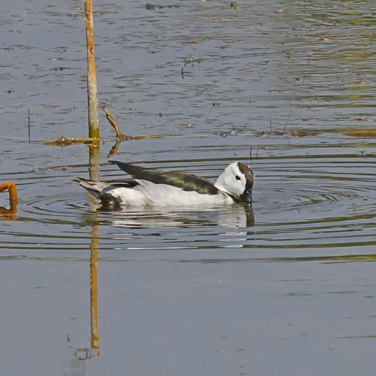 Cotton Pygmy-Goose - ML618547779