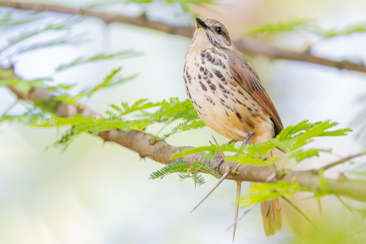 Spotted Morning-Thrush - ML618547797