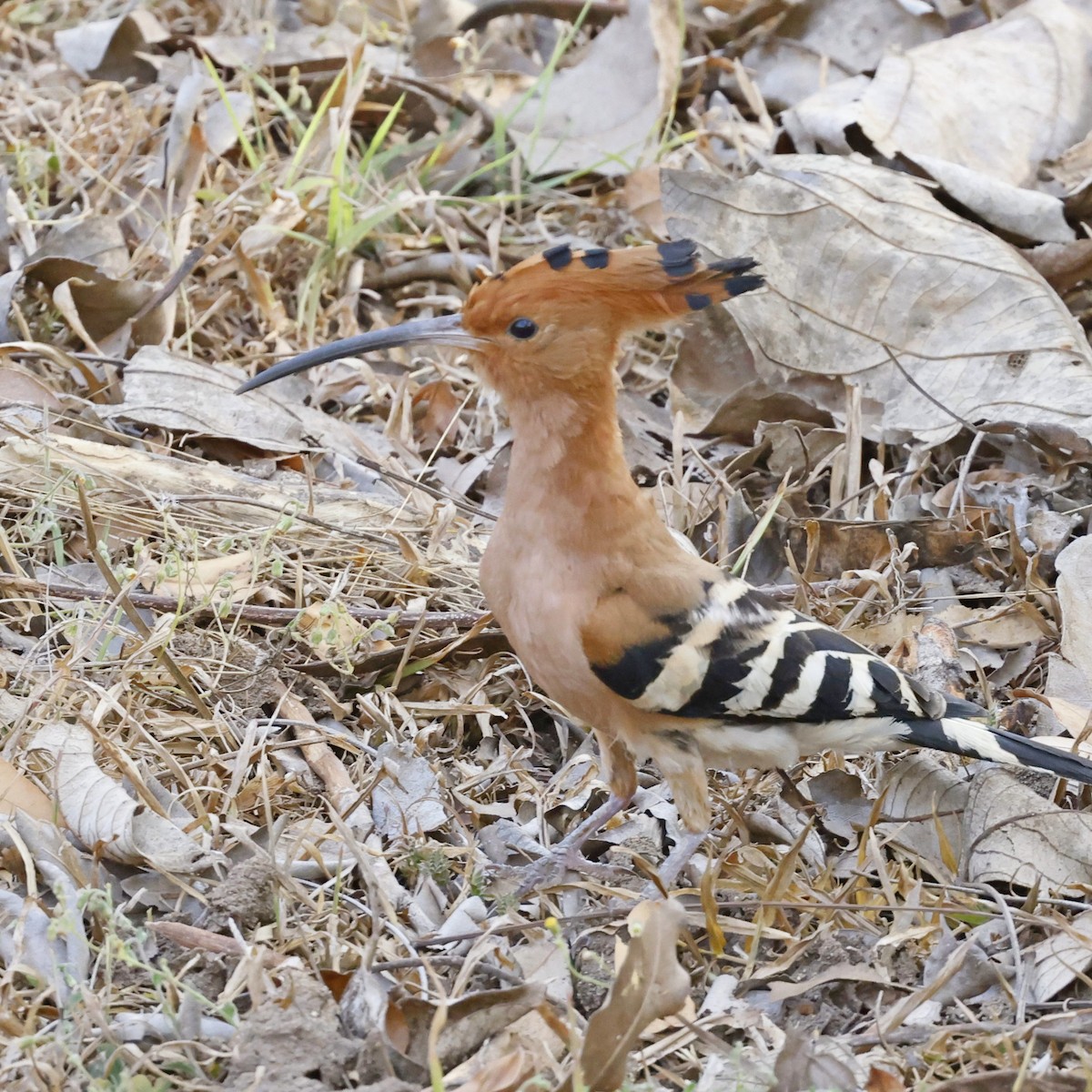 Eurasian Hoopoe - ML618547813