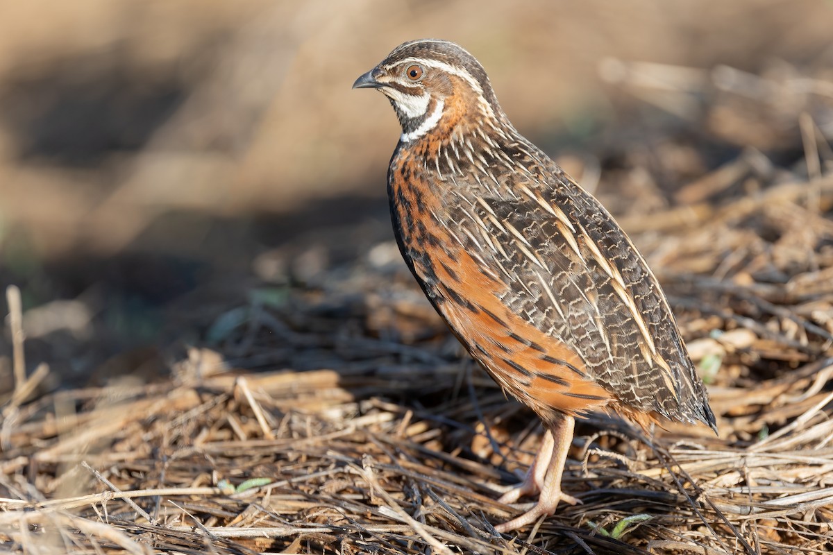 Harlequin Quail - ML618547827