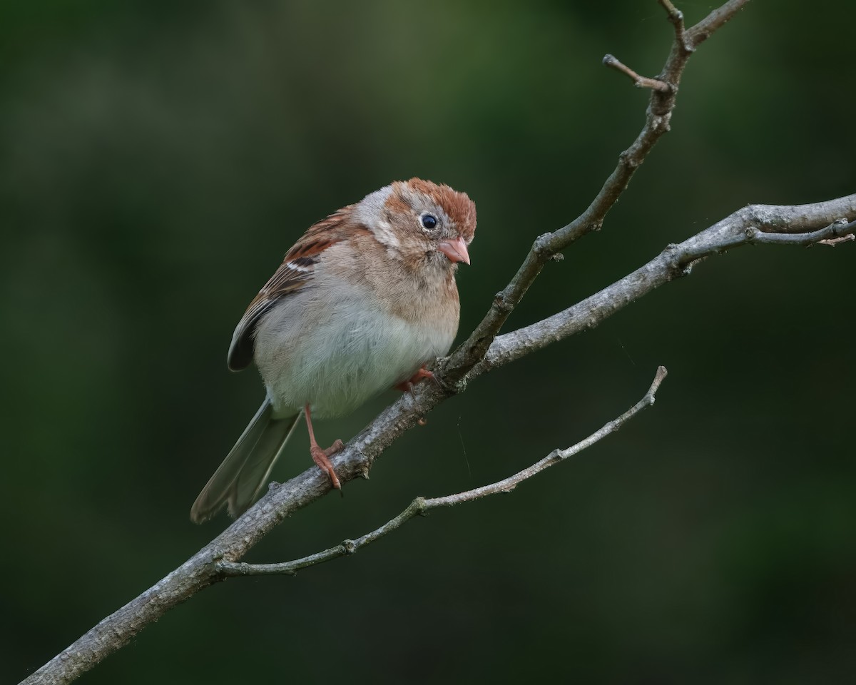 Field Sparrow - Susan Logan Ward