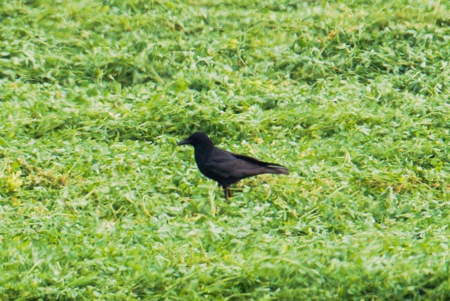 Carrion Crow - ML618547874