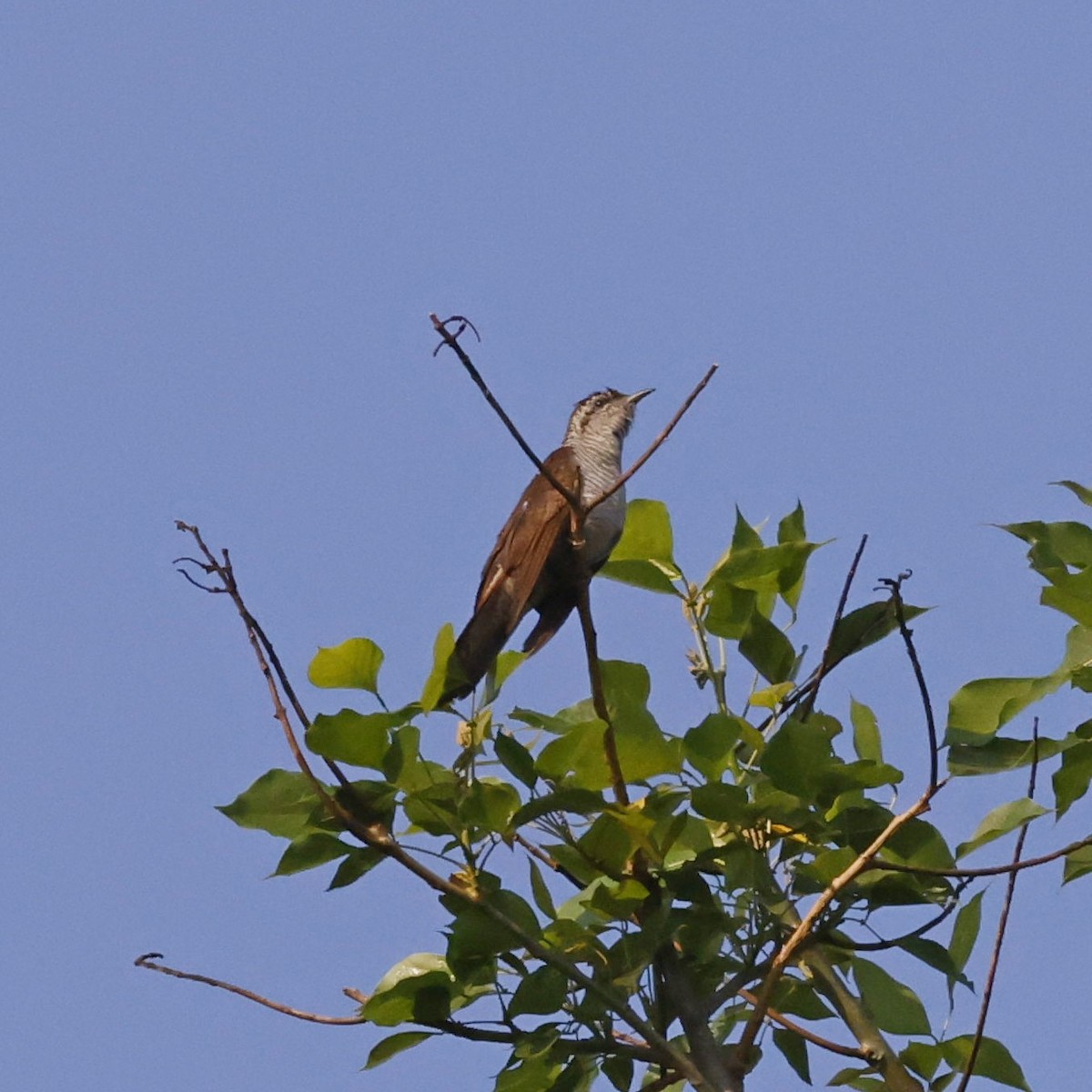 Banded Bay Cuckoo - Steve Mannix