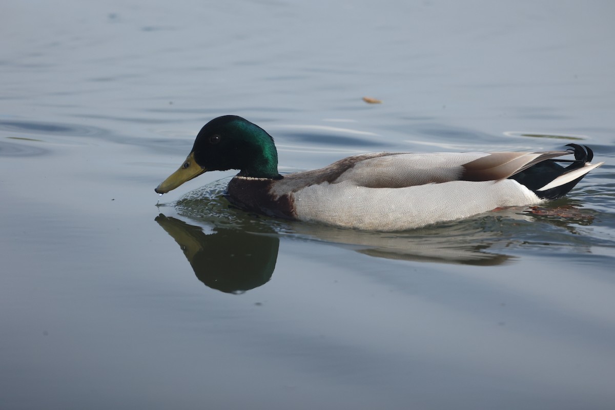 Mallard - ML618547886