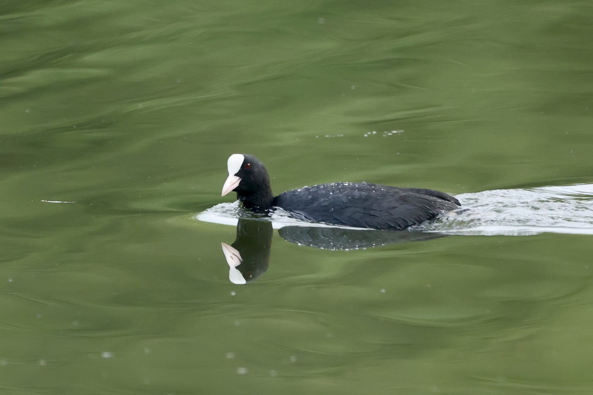 Eurasian Coot - ML618547890