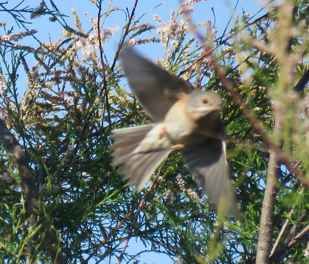 Txinbo papargorrizta iberiarra - ML618547898