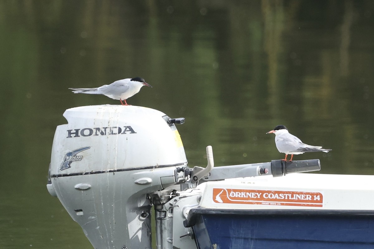 Common Tern - ML618547901