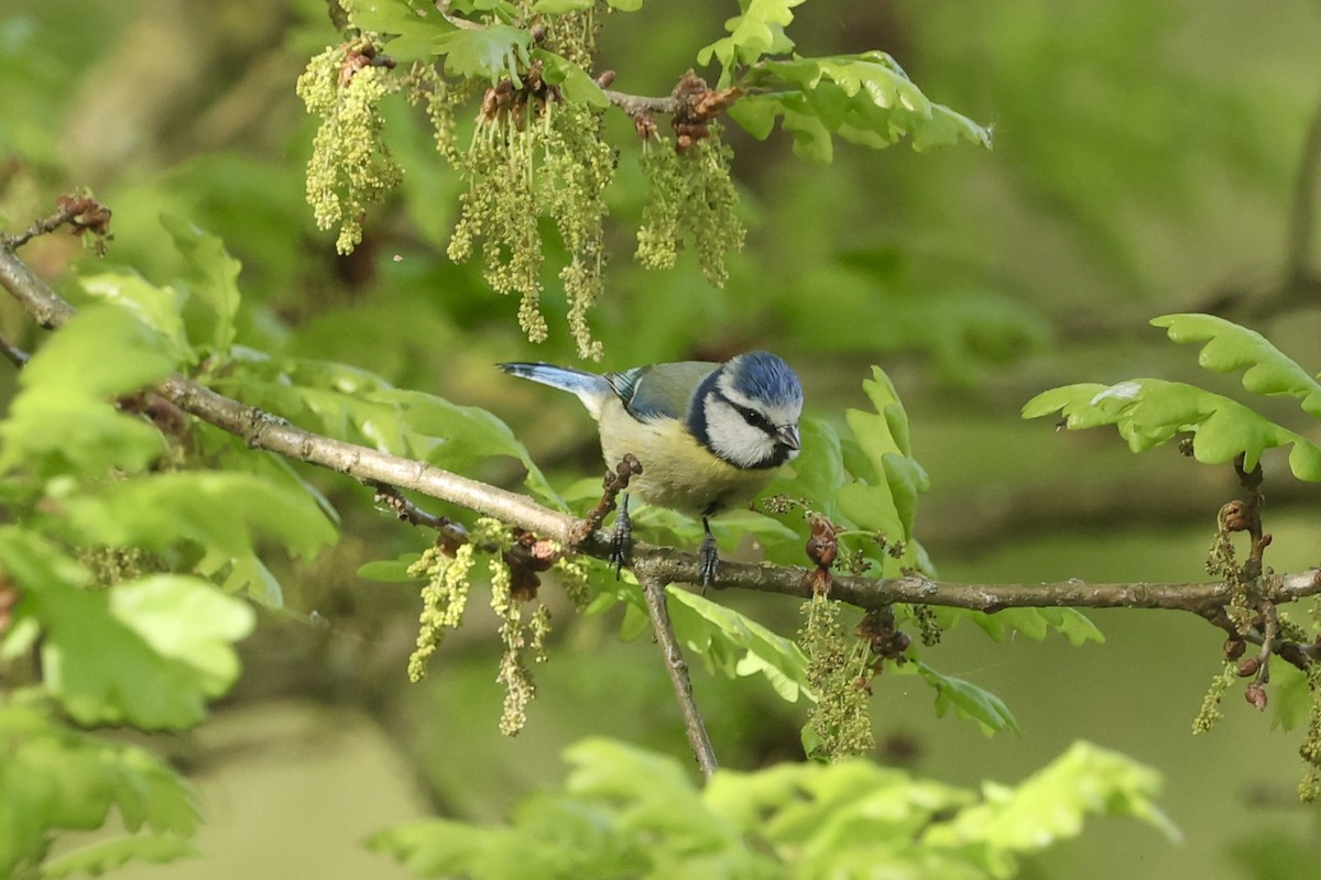 Eurasian Blue Tit - ML618547909