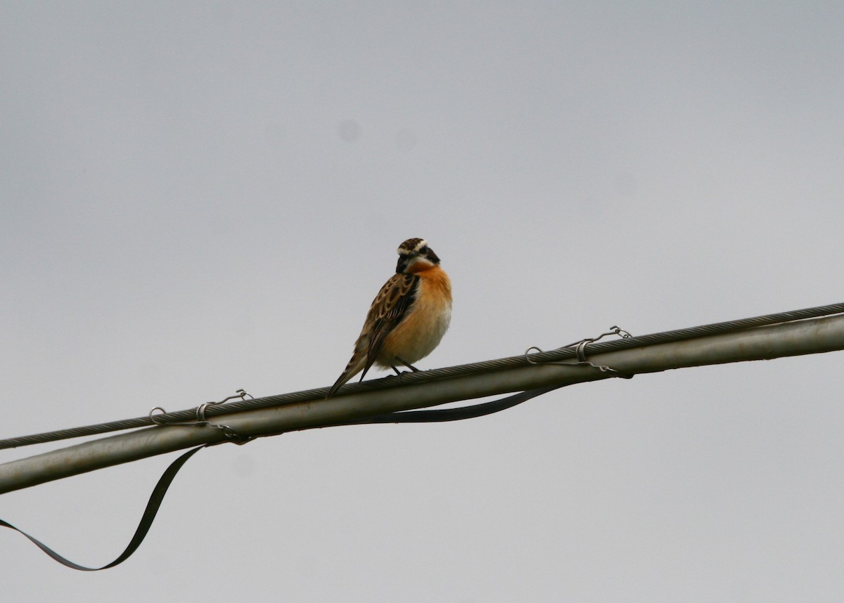 Whinchat - ML618547919