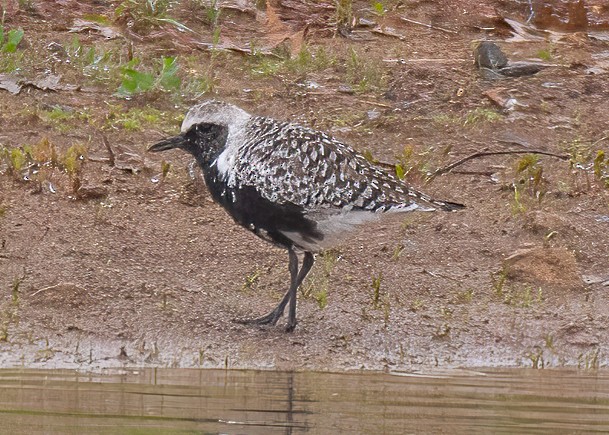 Black-bellied Plover - Michael Sciortino