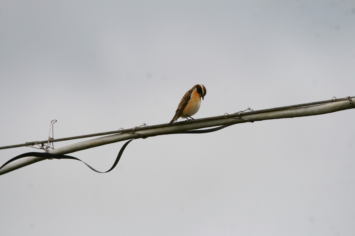 Whinchat - ML618547934