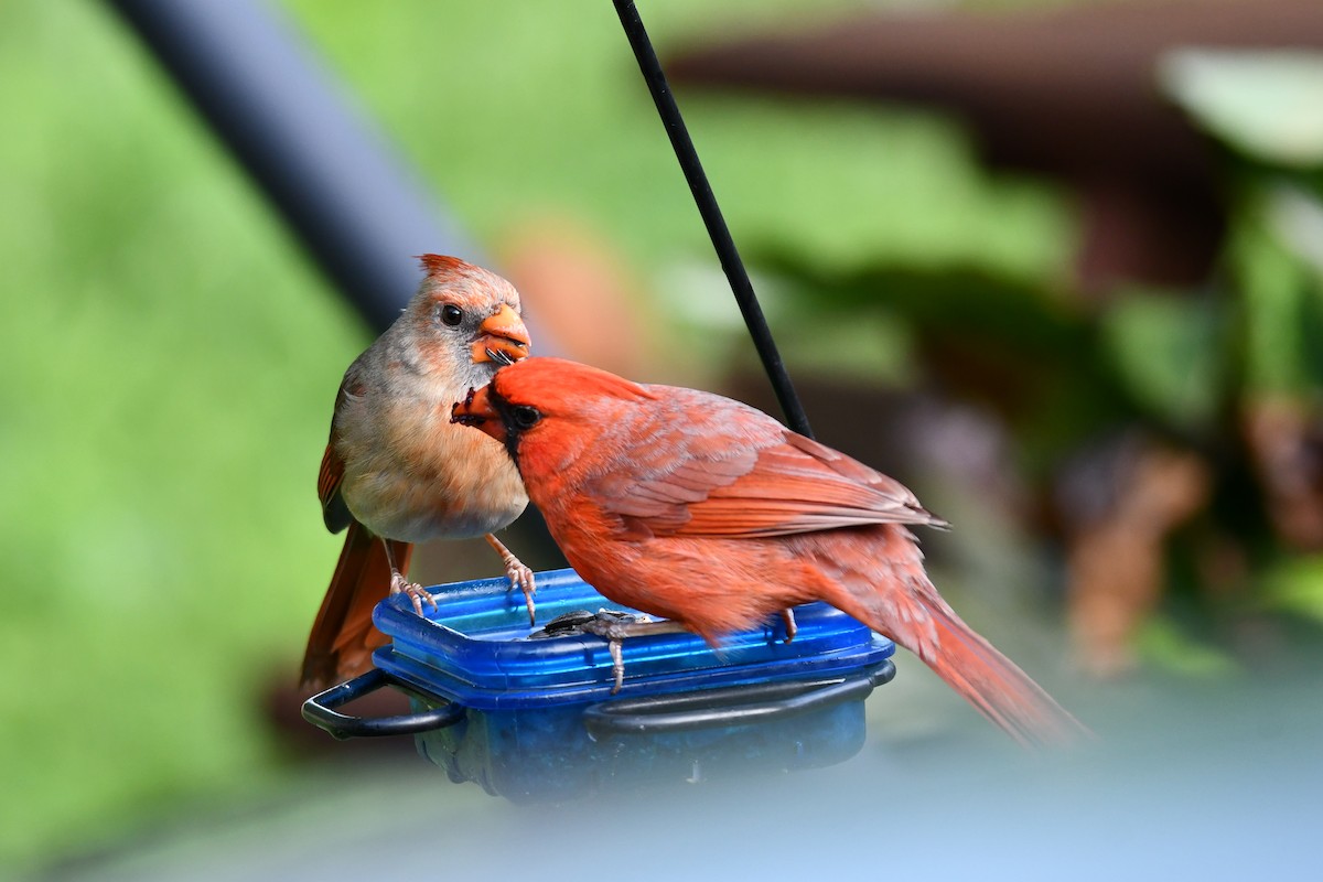 Northern Cardinal - Carmen Ricer