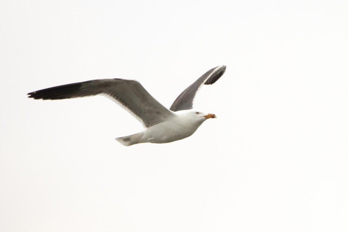 Lesser Black-backed Gull - Letty Roedolf Groenenboom