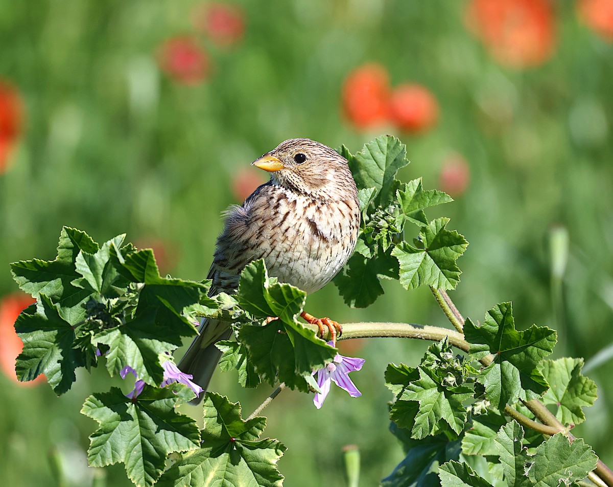 Corn Bunting - José Gravato