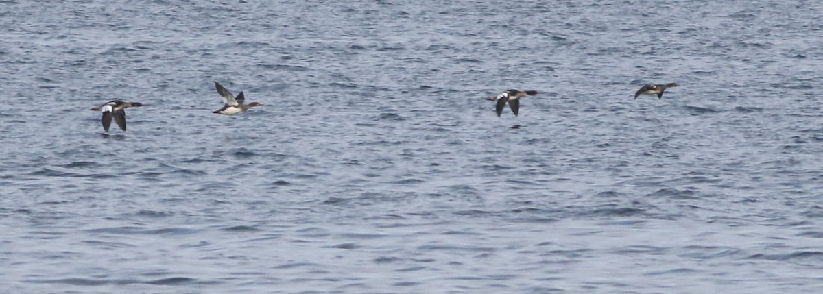 Red-breasted Merganser - ML618547972