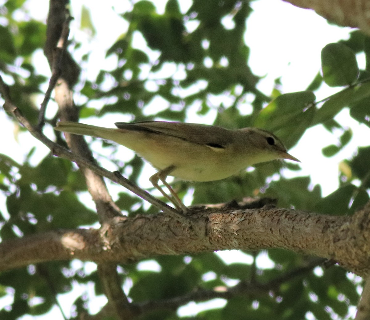 Booted Warbler - ML618547978