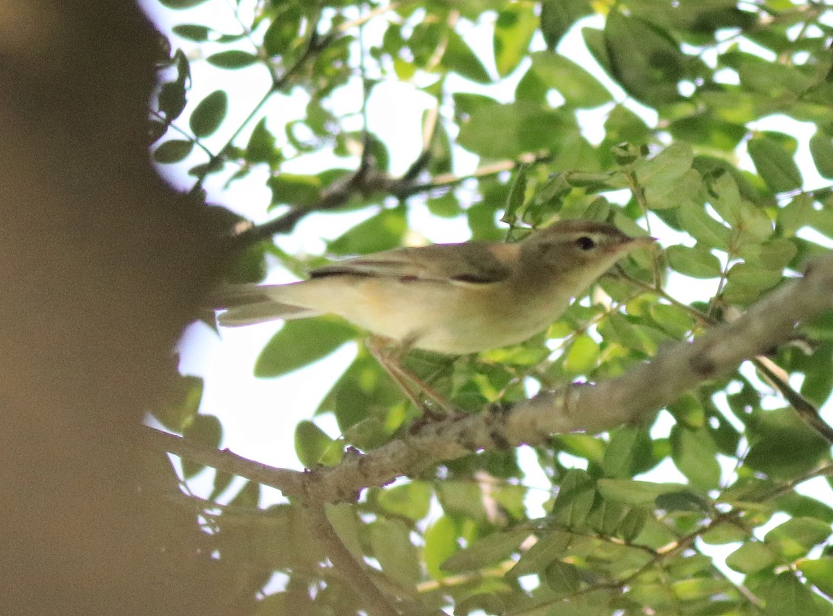 Booted Warbler - ML618547980