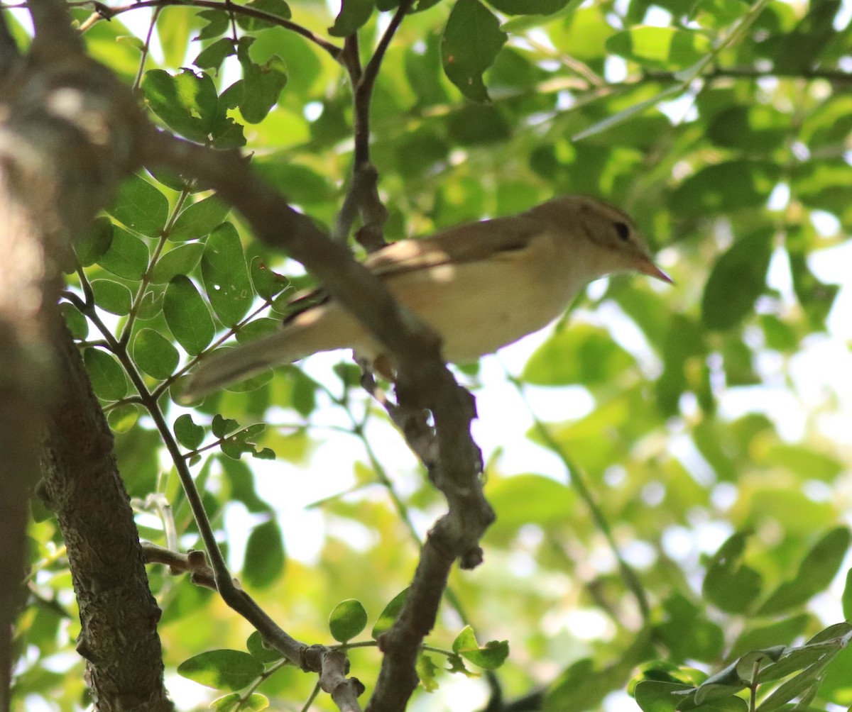 Booted Warbler - ML618547983