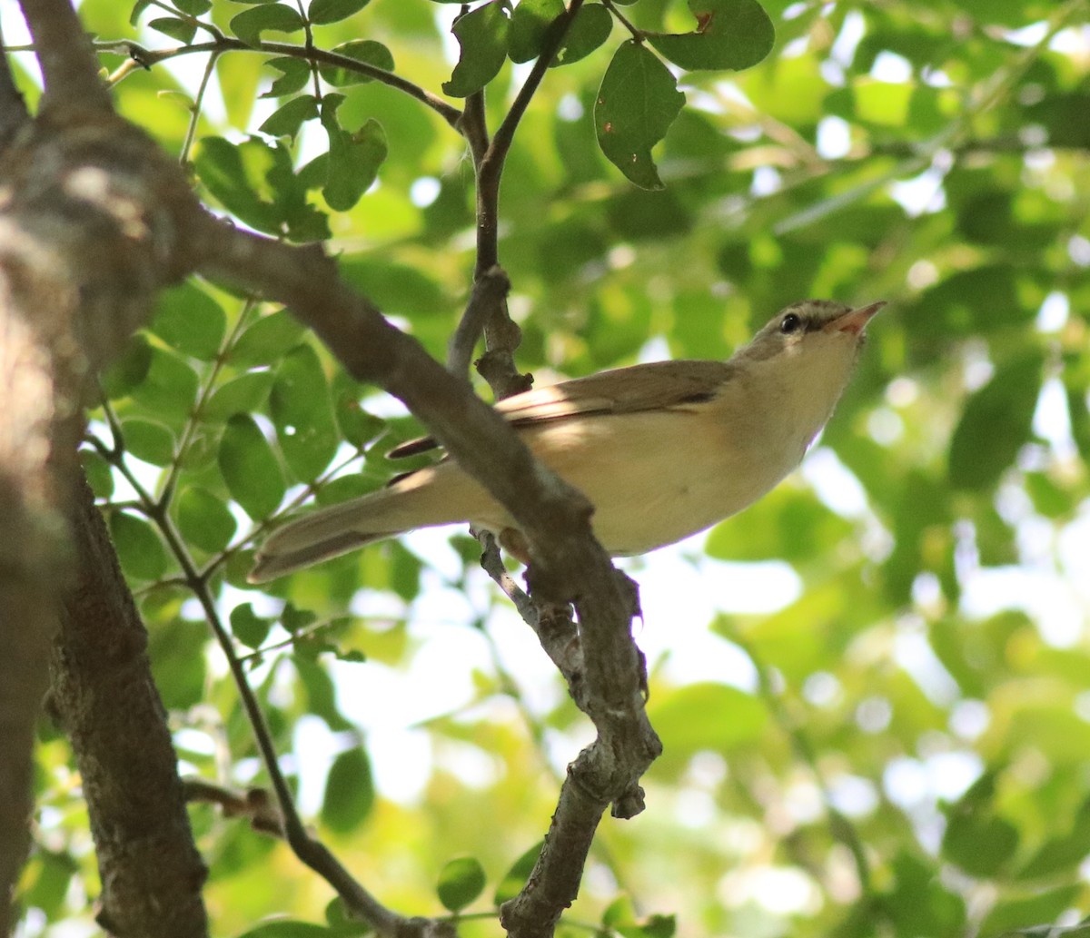 Booted Warbler - ML618547984