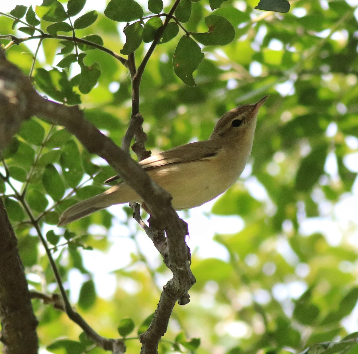Booted Warbler - ML618547990