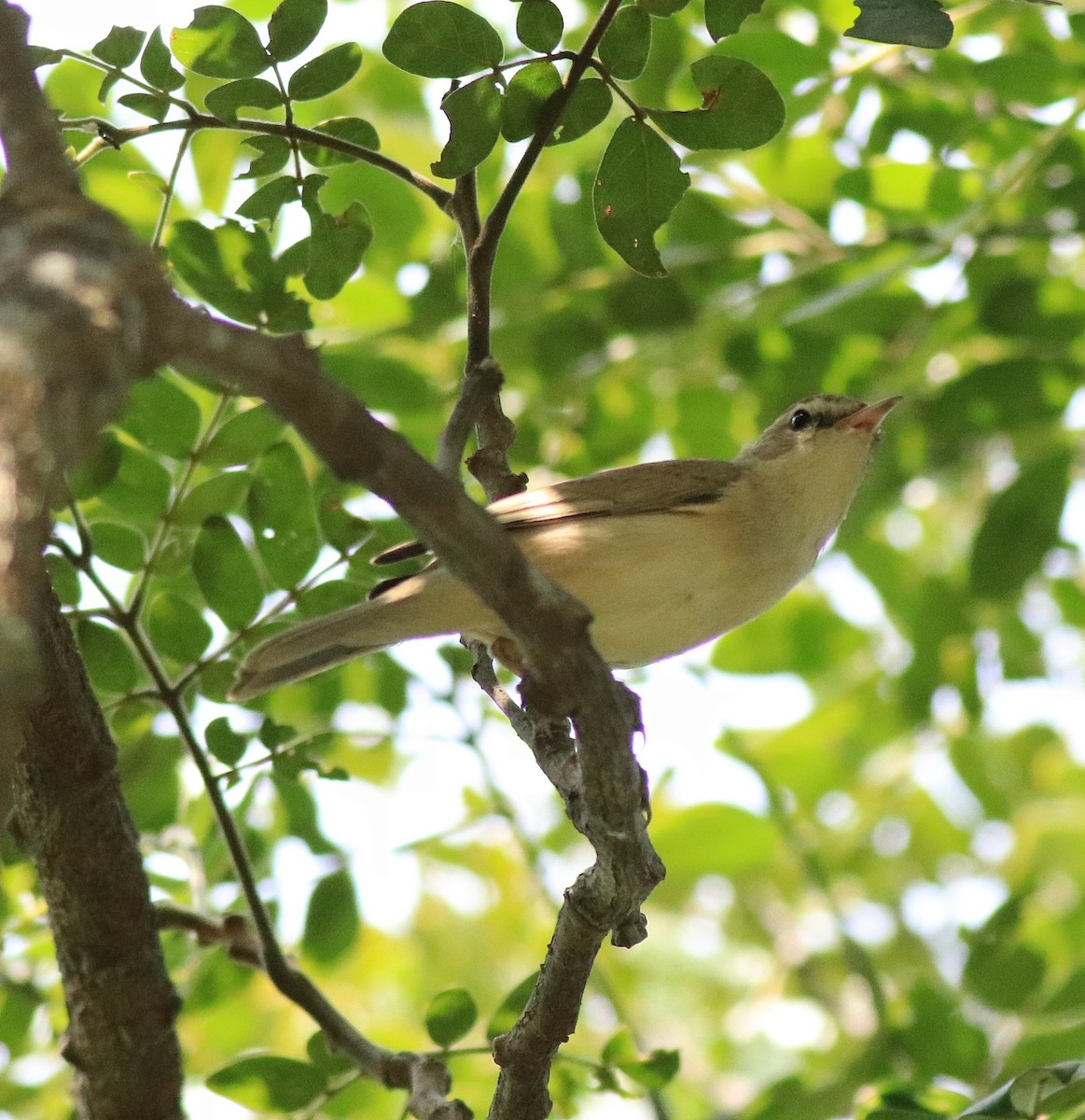 Booted Warbler - ML618547994