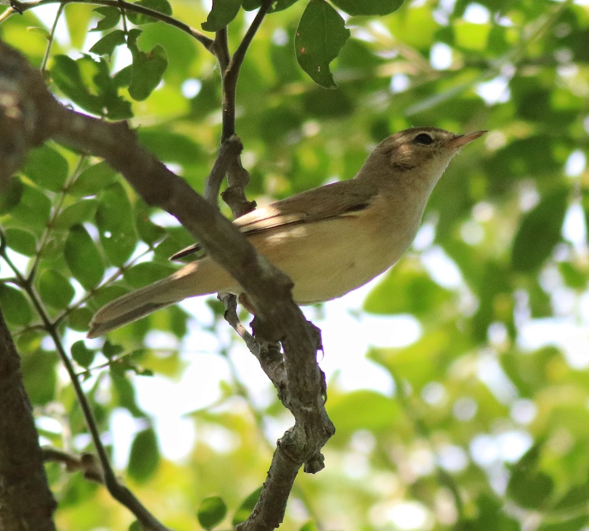 Booted Warbler - ML618547995