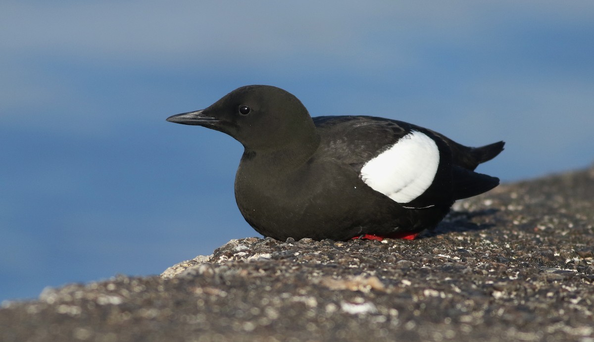 Black Guillemot - ML618548007